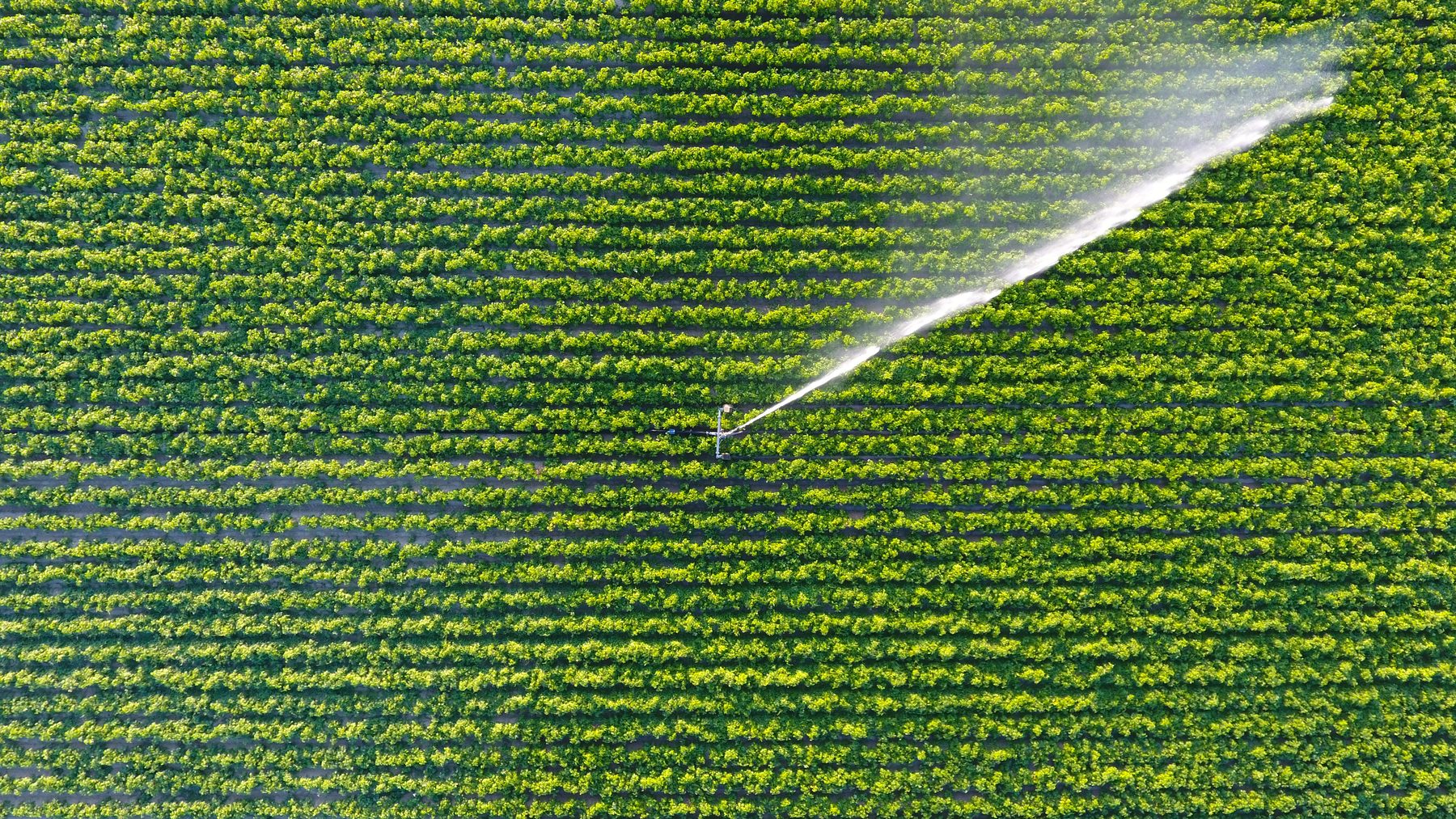 Irrigated agricultural fields